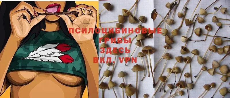 Галлюциногенные грибы Cubensis  Кисловодск 